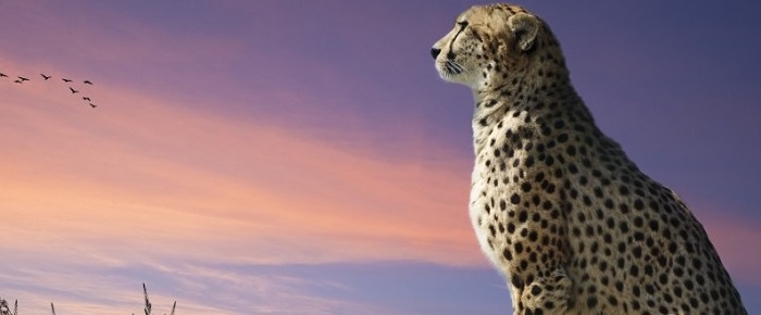 tanzaniasafari