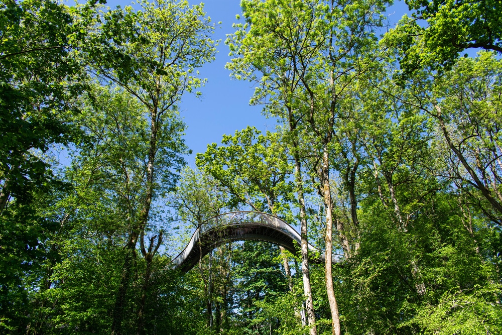 Viper Tree Canopy Walkway at the Newt